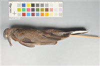 藏品(斑頸鳩)的圖片